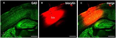 Segregation of Multimodal Inputs Into Discrete Midbrain Compartments During an Early Critical Period